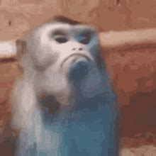 angry-monkey gif|monkey with symbols gif.